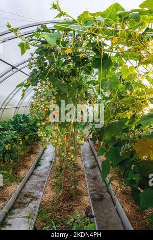 Concombres et tomates cerises sur des lits dans une serre en polycarbonate. Petite agriculture de subsistance. Banque D'Images