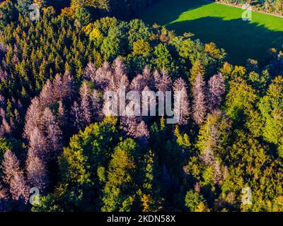 Vue aérienne sur les montagnes verdoyantes et la forêt, vue d'en haut. Banque D'Images