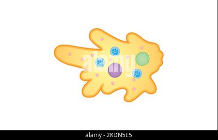 Conception scientifique de la structure d'Amoeba. Symboles colorés. Illustration vectorielle. Illustration de Vecteur