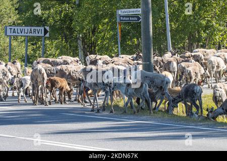 Un grand troupeau de rennes domestiques errant sur une route asphaltée dans le village de Ruka, dans le nord de la Finlande. Banque D'Images