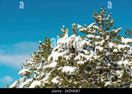 Branches de pin couvertes de neige le jour d'hiver ensoleillé avec ciel bleu en arrière-plan. Détail paysage de la montagne Zlatibor en Serbie. Banque D'Images