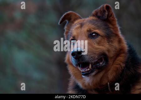 Portrait du visage d'un berger allemand. Souriant et attentif. Look pur. Obéissance et amour. Espace pour la copie. Tons foncés. Banque D'Images