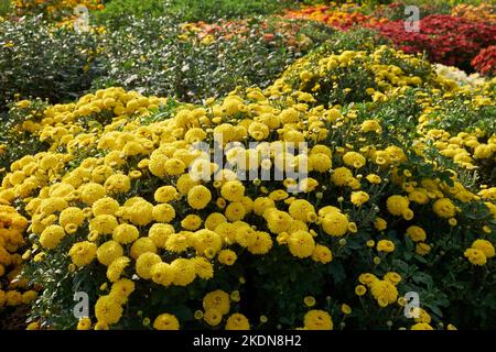 Arbustes de chrysanthèmes fleuris dans le jardin, magnifiques fleurs de chrysanthèmes jaunes au premier plan. Banque D'Images