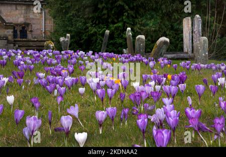 Tapis de crocuses poussant dans le cimetière de All Saints Church, Lindfield nr Haywards Heath, West Sussex, Angleterre Banque D'Images