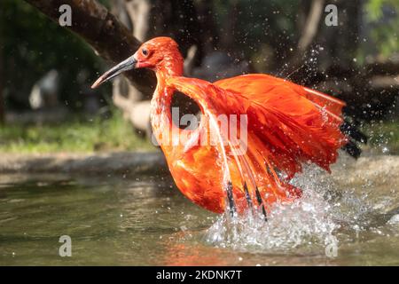 L'ibis écarlate (Eudocimus ruber) dans l'eau Banque D'Images