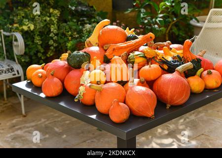 Beaucoup de citrouilles différentes sur une table Banque D'Images