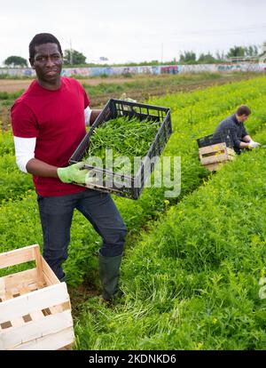 Horticulteur afro-américain avec mizuna fraîchement récolté Banque D'Images