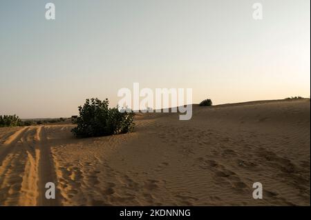 Marques de pneus de voiture sur les dunes de sable du désert de Thar, Rajasthan, Inde. Les touristes arrivent sur des voitures pour regarder le soleil se lever dans le désert , une activité d'aventure très populaire. Banque D'Images