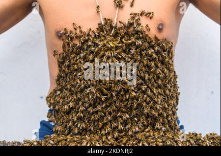 Un apiculteur couvert d'abeilles, traitement des abeilles Banque D'Images