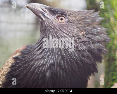Un portrait en gros plan d'une majestueuse femme Pheasant Coucal d'une beauté exceptionnelle. Banque D'Images