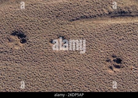 Coyote pistes dans le sable mou de la forêt de Jasper dans le parc national de la forêt pétrifiée, Arizona, États-Unis Banque D'Images