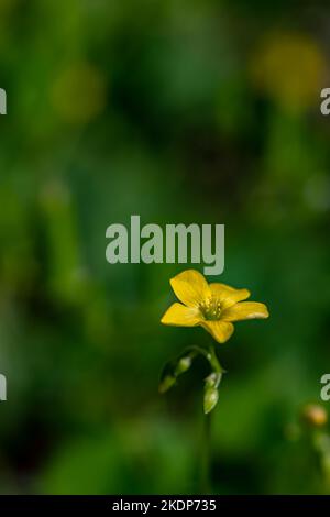 Oxalis dillenii fleur en croissance dans le pré Banque D'Images