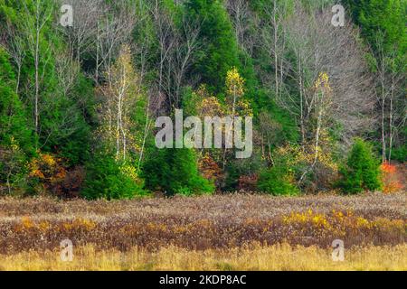 Un bord de forêt de feuillus, de conifères et de verge aurifère fournit un habitat précieux à la faune Banque D'Images