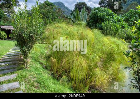 cluster de la plante de cyperus papyrus en croissance par le lac Banque D'Images