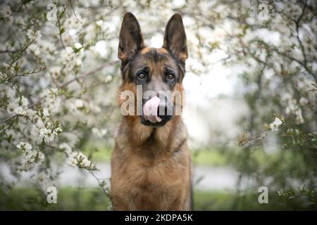 Berger allemand Banque D'Images