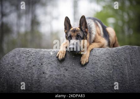 Berger Allemand allongé Banque D'Images