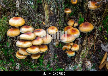 Hypholoma fasciculare, communément connu sous le nom de tuft de soufre ou de mélomane en grappes, est un champignon de bois commun. Banque D'Images