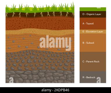 Infographie sur la couche de sol, formation géologique de la terre, roche mère, sous-sol, couche d'éluation, couche supérieure et vue en coupe transversale de la couche organique. Tableau infographique vectoriel de surface souterraine et souterraine Illustration de Vecteur