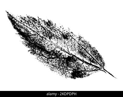 Feuille imprimée avec de l'encre. Pour les dessins sur la nature, les plantes, la vie. Noir isolé sur blanc Banque D'Images