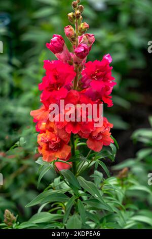 Fleur rouge snapdragon gros plan sur un lit de fleurs. Banque D'Images