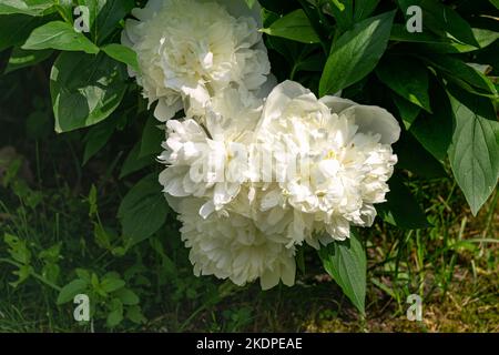 Belles fleurs de pivoine blanche dans le jardin de la ville. Banque D'Images