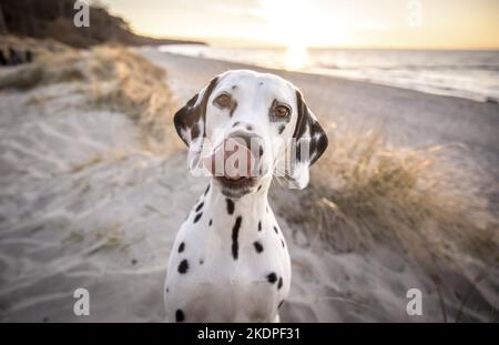 Portrait de Dalmatie Banque D'Images