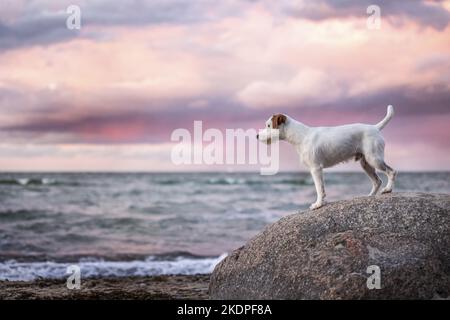 Parson Russell Terrier à la plage Banque D'Images