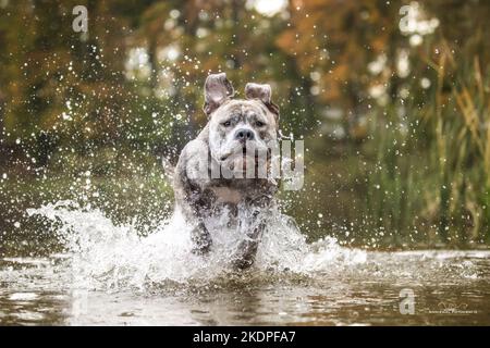 Staffordshire Bullterrier dans l'eau Banque D'Images