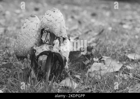 un groupe de vieux crénlage pris en noir et blanc, dans une prairie en décomposition. Le champignon est moisi et en décomposition. Photo de la nature d'un pré Banque D'Images