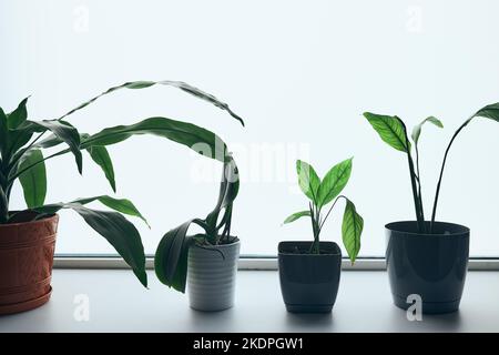 Plantes dans des pots sur le rebord de fenêtre. Décoration verte. Entretien des plantes. Endroit lumineux. Copier l'espace haut Banque D'Images