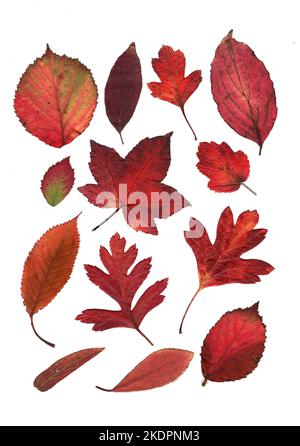 Montage de feuilles d'automne sur fond blanc. Banque D'Images