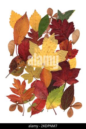 Montage de feuilles d'automne sur fond blanc. Banque D'Images