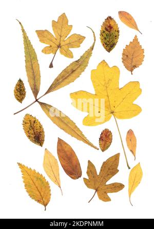 Montage de feuilles d'automne sur fond blanc. Banque D'Images