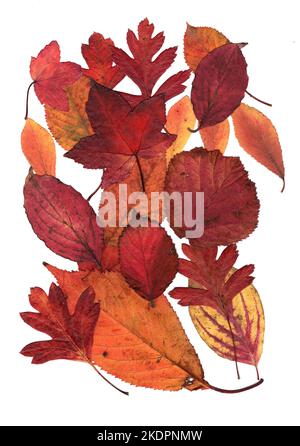 Montage de feuilles d'automne sur fond blanc. Banque D'Images