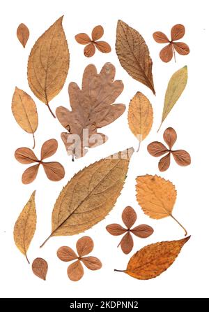 Montage de feuilles d'automne sur fond blanc. Banque D'Images