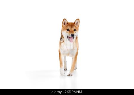 Studio photo de beau chien Shiba Inu couleur dorée courant isolé sur fond blanc. Concept de la beauté, de la vie animale, des soins, de la santé et de la race Banque D'Images