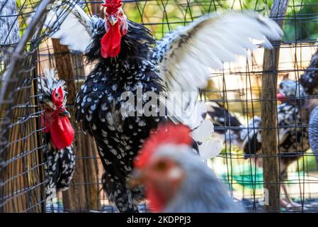 Gros plan sur le poulet en plumes blanches à la ferme Banque D'Images