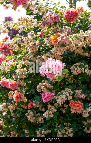 Gros plan de belles fleurs de Bougainvilliers bougainvilliers dans le jardin Banque D'Images