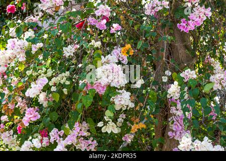 Gros plan de belles fleurs de Bougainvilliers bougainvilliers dans le jardin Banque D'Images