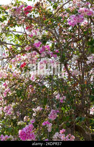 Gros plan de belles fleurs de Bougainvilliers bougainvilliers dans le jardin Banque D'Images