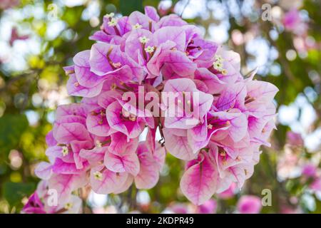 Gros plan de belles fleurs de Bougainvilliers bougainvilliers dans le jardin Banque D'Images