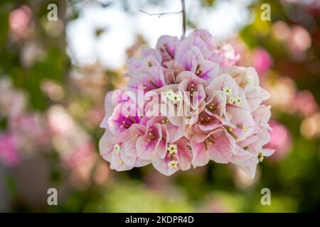 Gros plan de belles fleurs de Bougainvilliers bougainvilliers dans le jardin Banque D'Images