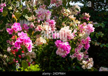 Gros plan de belles fleurs de Bougainvilliers bougainvilliers dans le jardin Banque D'Images