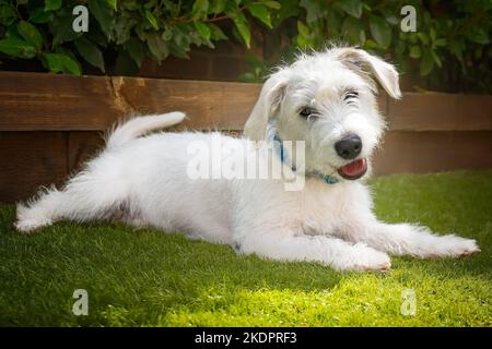 Chiot blanc Jackapoo de six mois - une croix entre un Jack Russell et un Poodle. Gros plan de lui allongé sur l'herbe avec sa tête relevée Banque D'Images