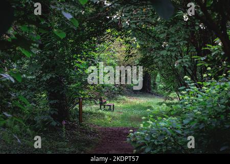 L'arboretum du jardin botanique de l'Université des sciences de la vie de Varsovie, dans le village de Rogow, en Pologne Banque D'Images