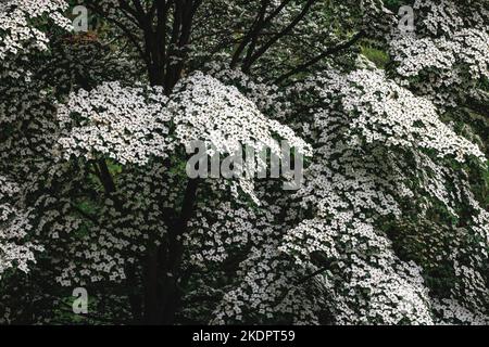 Petit arbre à feuilles caduques de Cornus kousa Banque D'Images