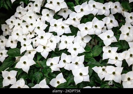 Fleurs de Cornus kousa petit arbre à feuilles caduques Banque D'Images