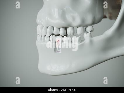 Anatomie d'une dent avec dentition complète sur fond blanc - 3D rendu Banque D'Images