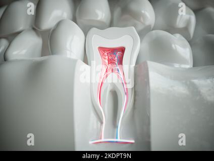 Anatomie d'une dent avec dentition complète sur fond blanc - 3D rendu Banque D'Images