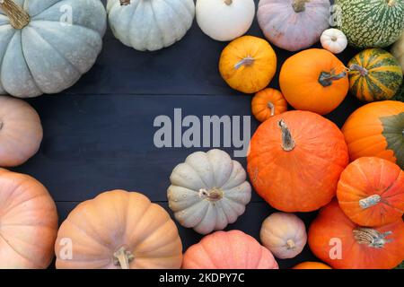 Citrouilles et squashes des variétés colorées bordent l'arrière-plan. Banque D'Images